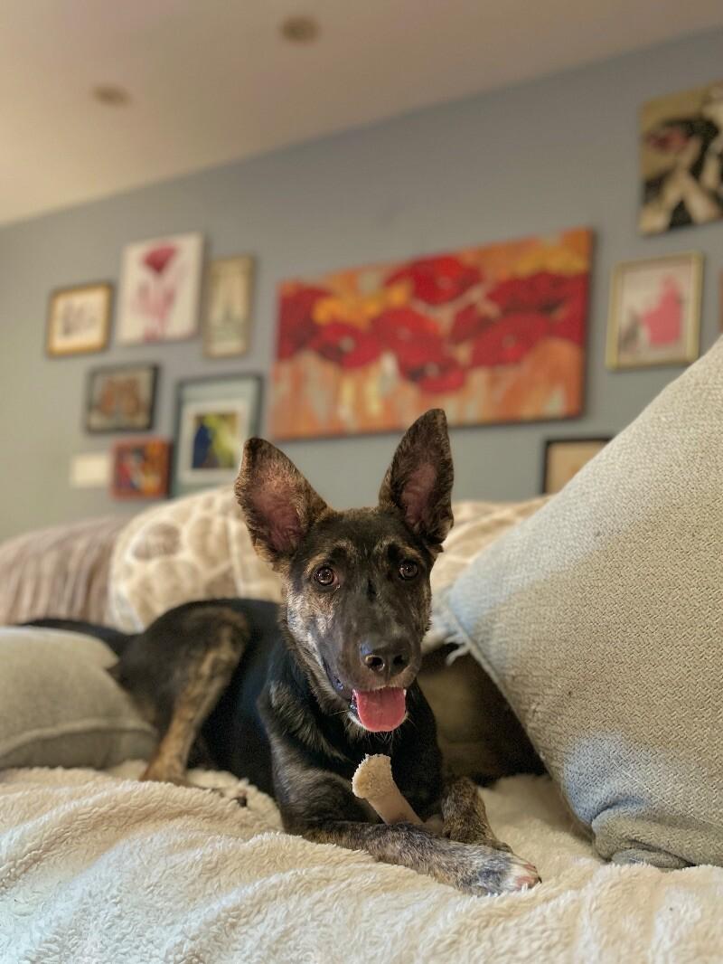 Griffin, Adoptable, Young Male Shepherd & Mixed Breed.
