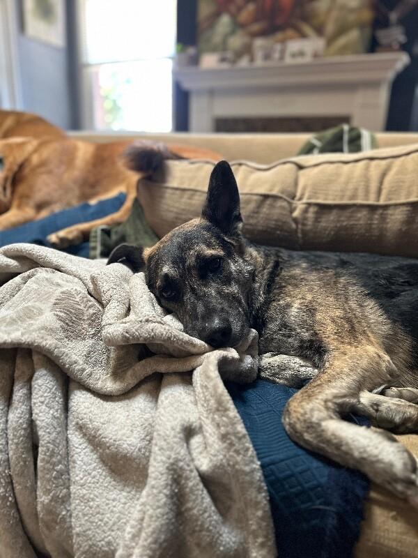 Griffin, a Adoptable mixed breed in Van Nuys, CA image 3/6