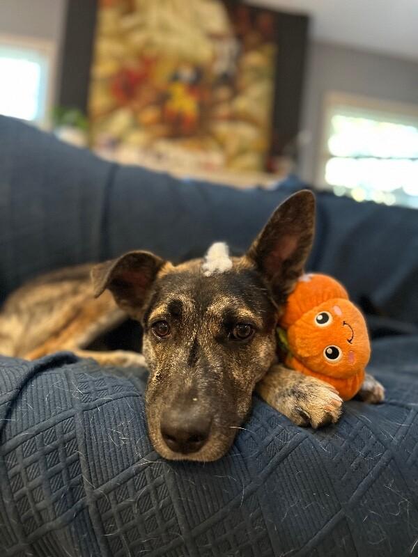 Griffin, a Adoptable mixed breed in Van Nuys, CA image 4/6