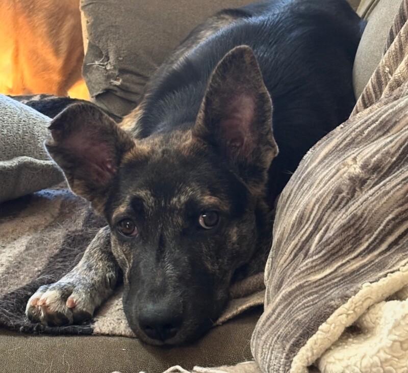 Enlarge Griffin, a Adoptable mixed breed in Van Nuys, CA image 2/6