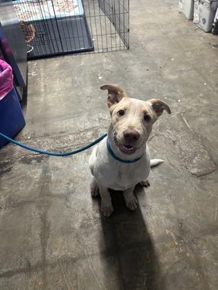 Tobias, adopted, Puppy Male Mixed Breed.