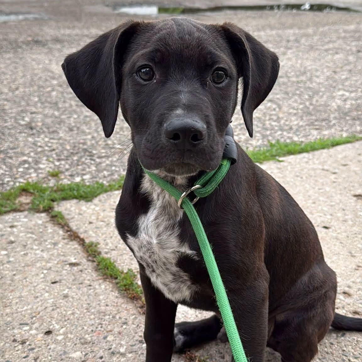 Butch, ADOPTABLE, Puppy Male Cane Corso & Mixed Breed.