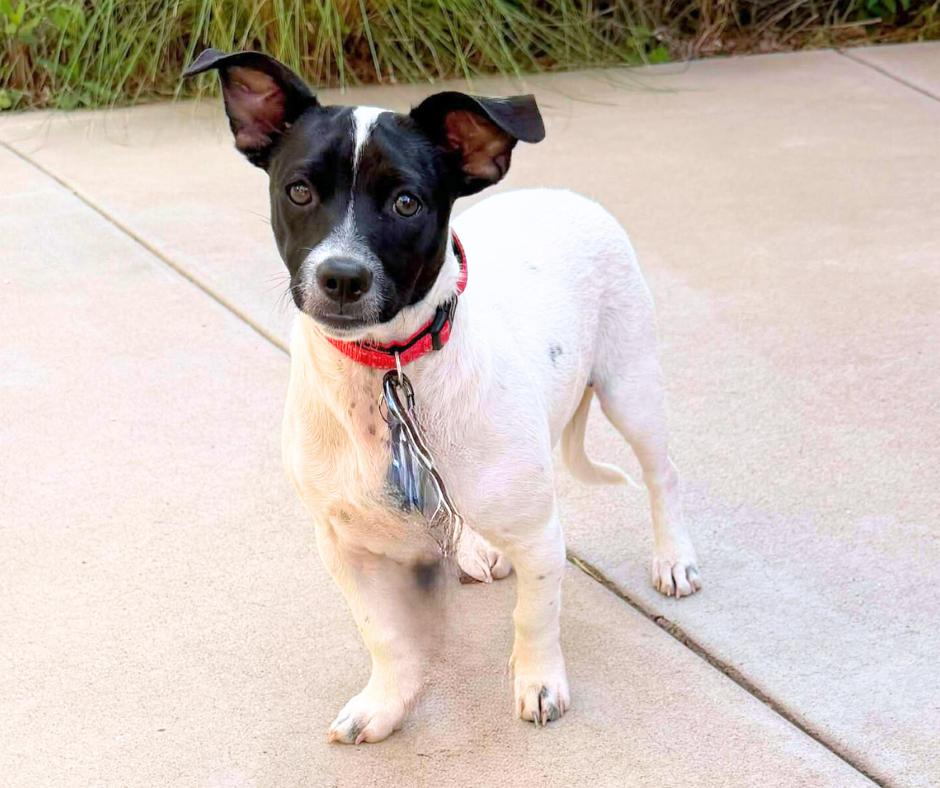 Mr J, Adoptable, Puppy Male Chihuahua.