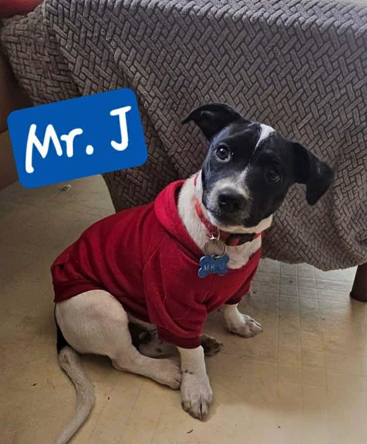 Mr J, a Adoptable mixed breed in Tempe, AZ image 1/2