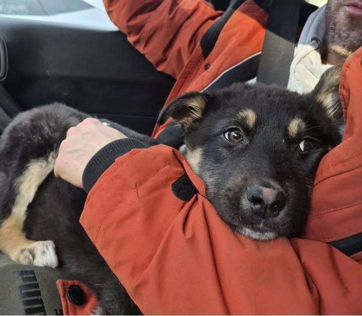 Enlarge Noelle, a ADOPTABLE mixed breed in Winnipeg, MB image 2/4