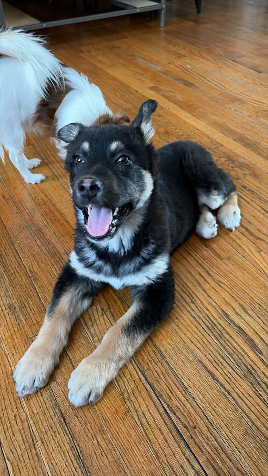 Noelle, ADOPTABLE, Puppy Female Shepherd & Mixed Breed.