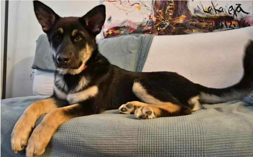 Enlarge Noelle, a ADOPTABLE mixed breed in Winnipeg, MB image 1/4