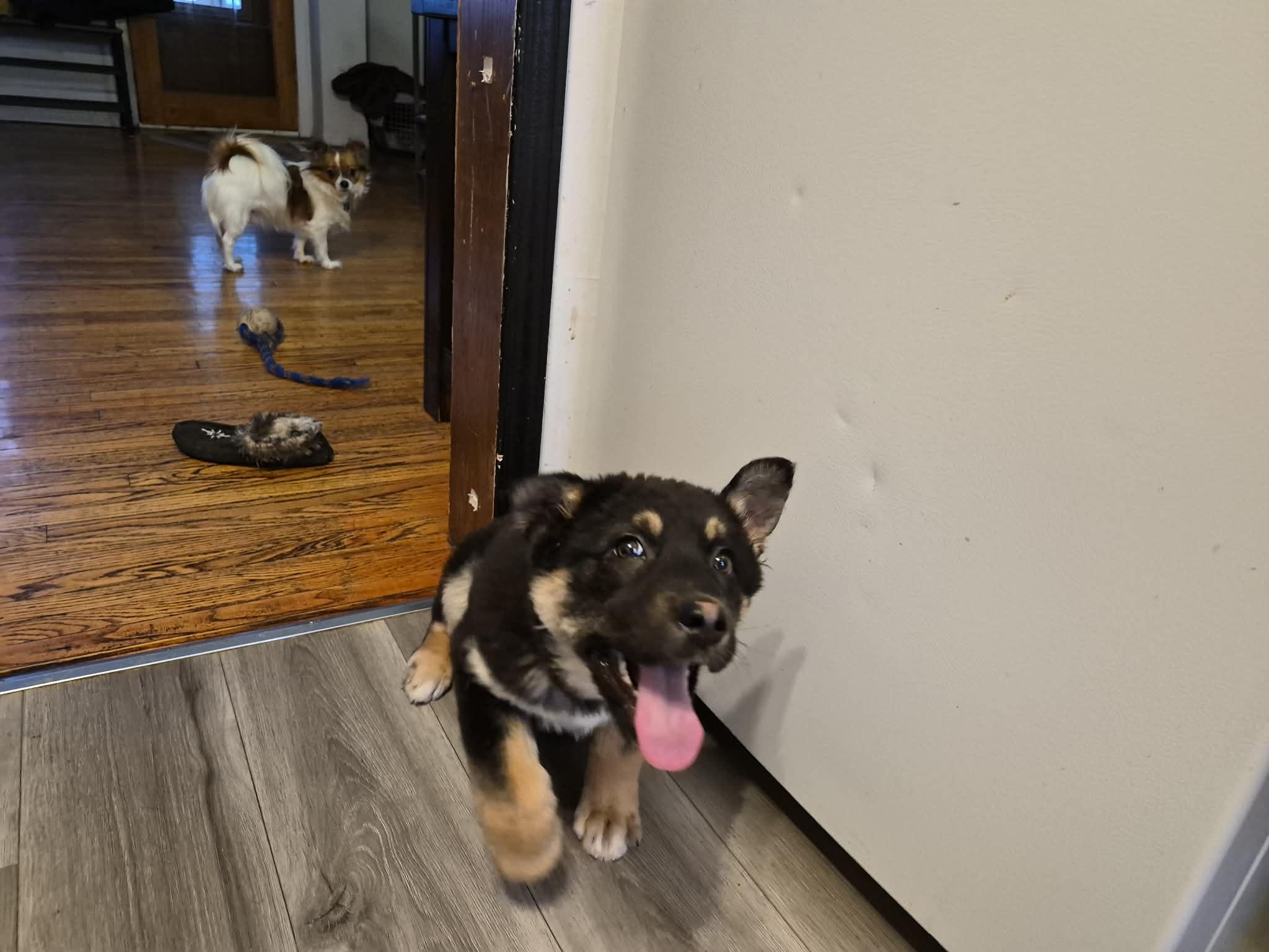 Enlarge Noelle, a ADOPTABLE mixed breed in Winnipeg, MB image 3/4