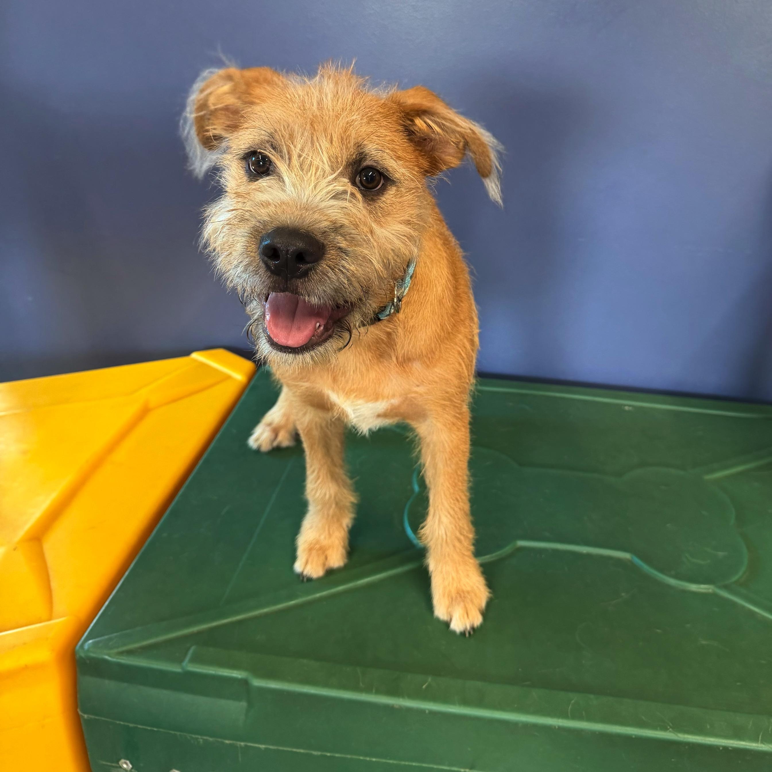 Russell, Adoptable, Puppy Male Airedale Terrier & Labrador Retriever.