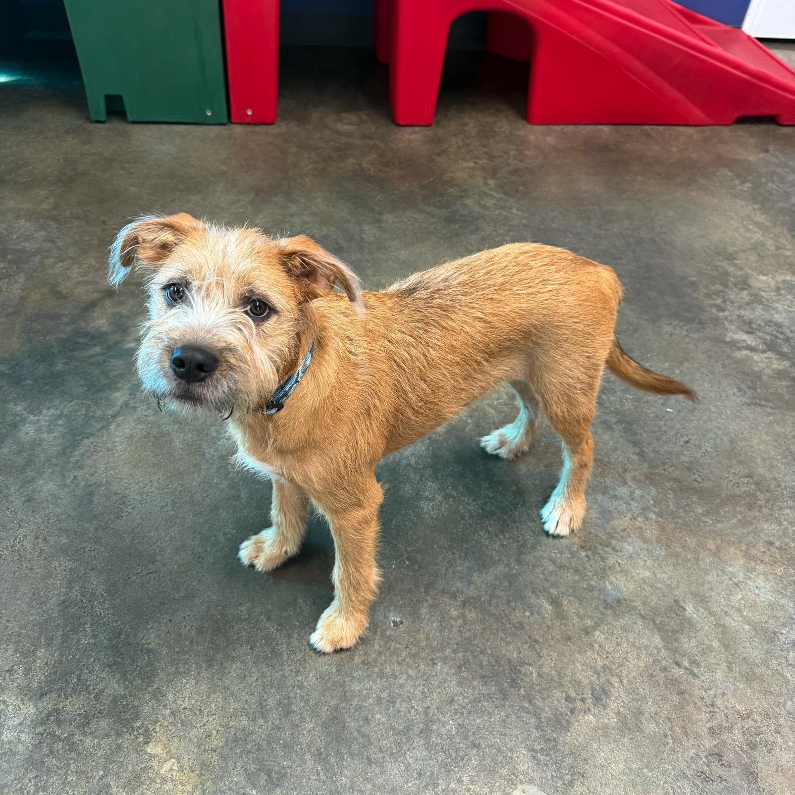 Russell, a Adoptable mixed breed in High Ridge, MO image 2/3