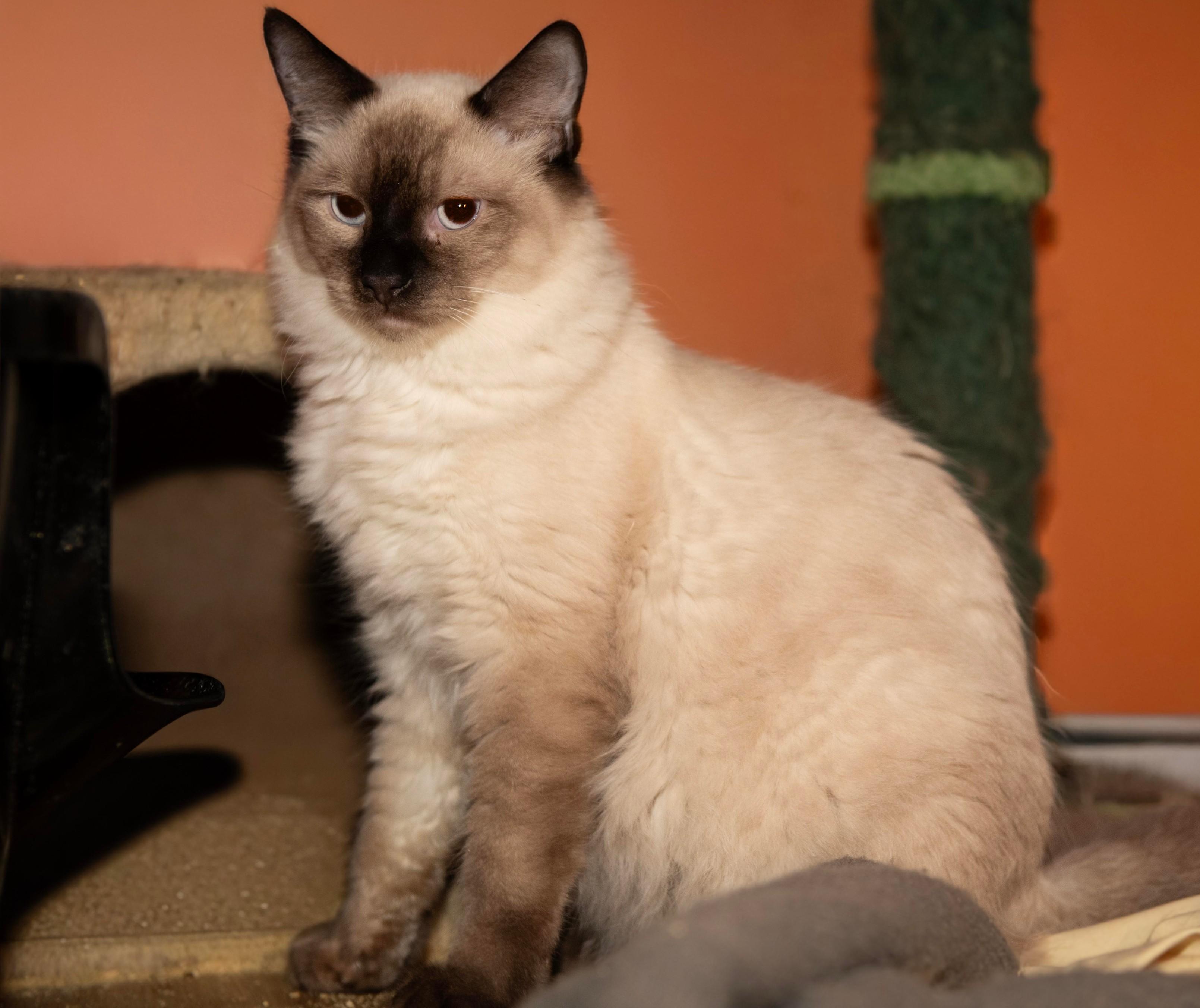Ashes, adopted, Young Male Siamese.