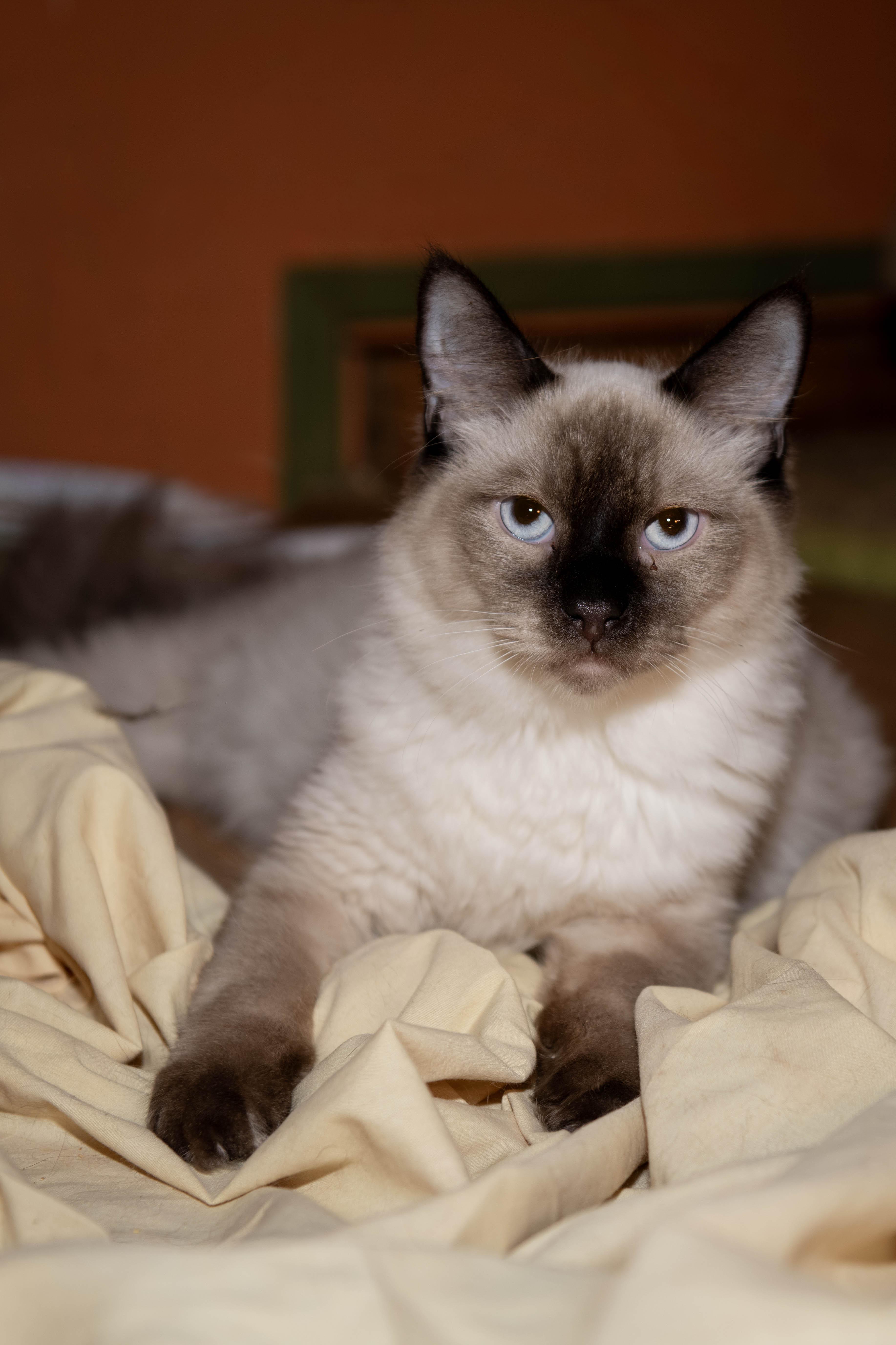 Ashes, an adopted Siamese in Panorama City, CA image 2/2