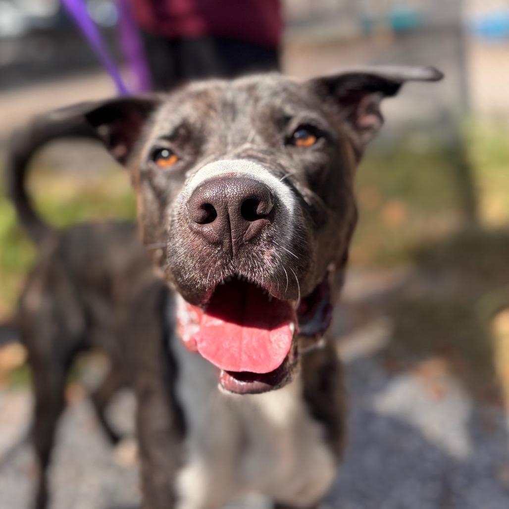Cash, a Adoptable Mixed Breed in Eastford, CT image 3/6