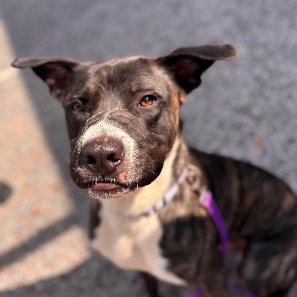 Cash, a Adoptable Mixed Breed in Eastford, CT image 4/6