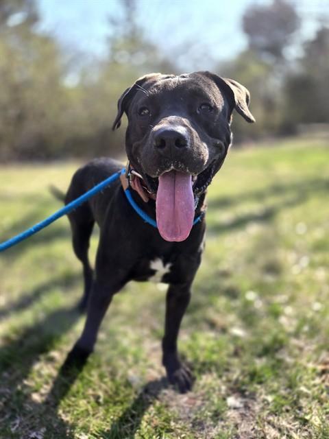 LUCKY, Adoptable, Adult Male Labrador Retriever & Mixed Breed.
