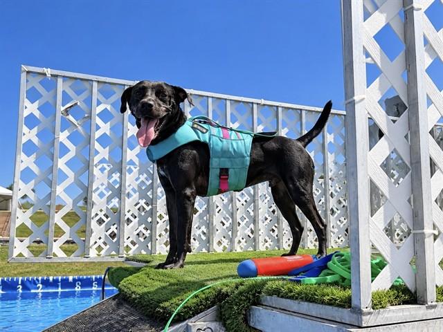 LUCKY, Adoptable, Adult Male Labrador Retriever & Mixed Breed.