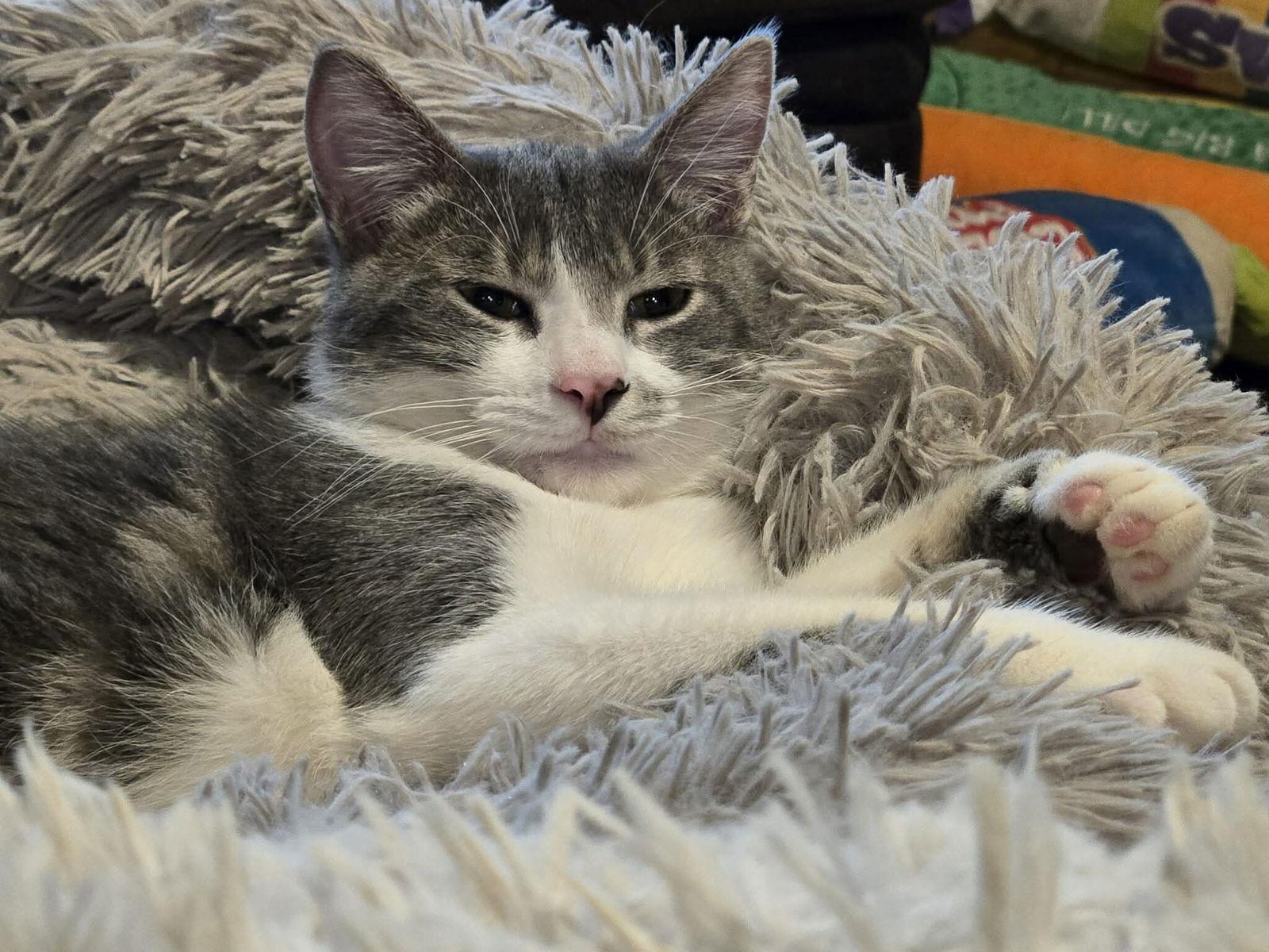 Enlarge Ridoc, a Adopted Domestic Short Hair in McKinney, TX image 1/3