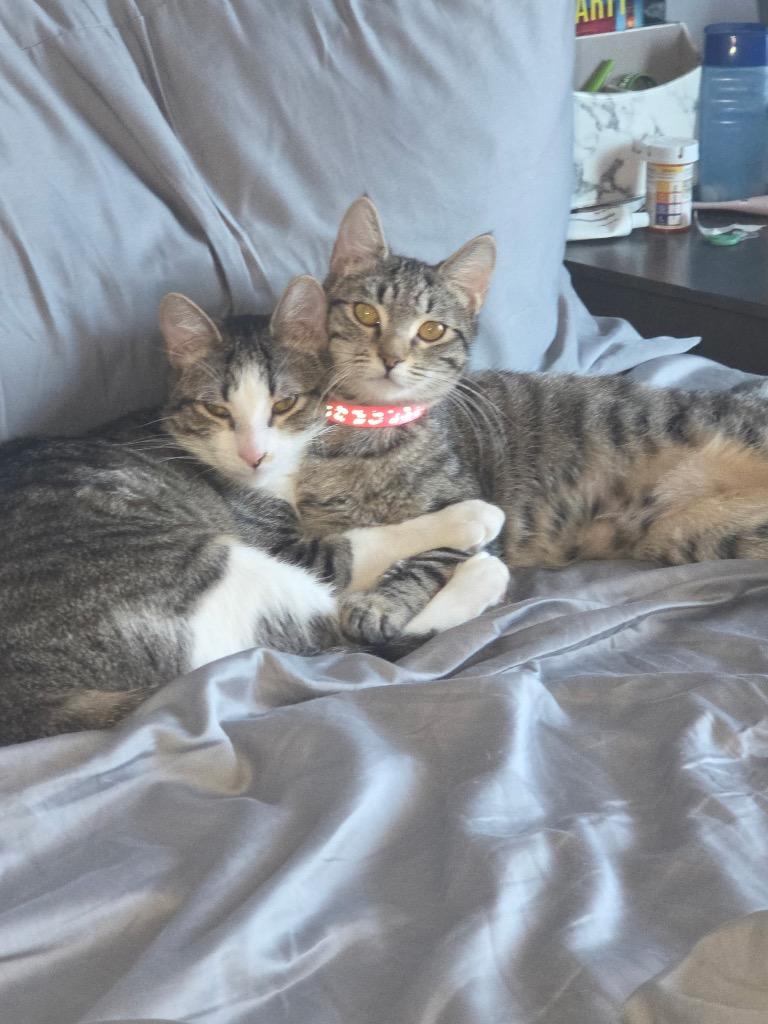 Enlarge Shirley, a Adoptable mixed breed in Evans, GA image 2/5