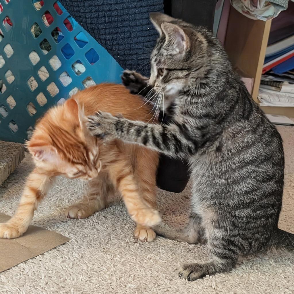 Enlarge Shirley, a Adoptable mixed breed in Evans, GA image 3/5