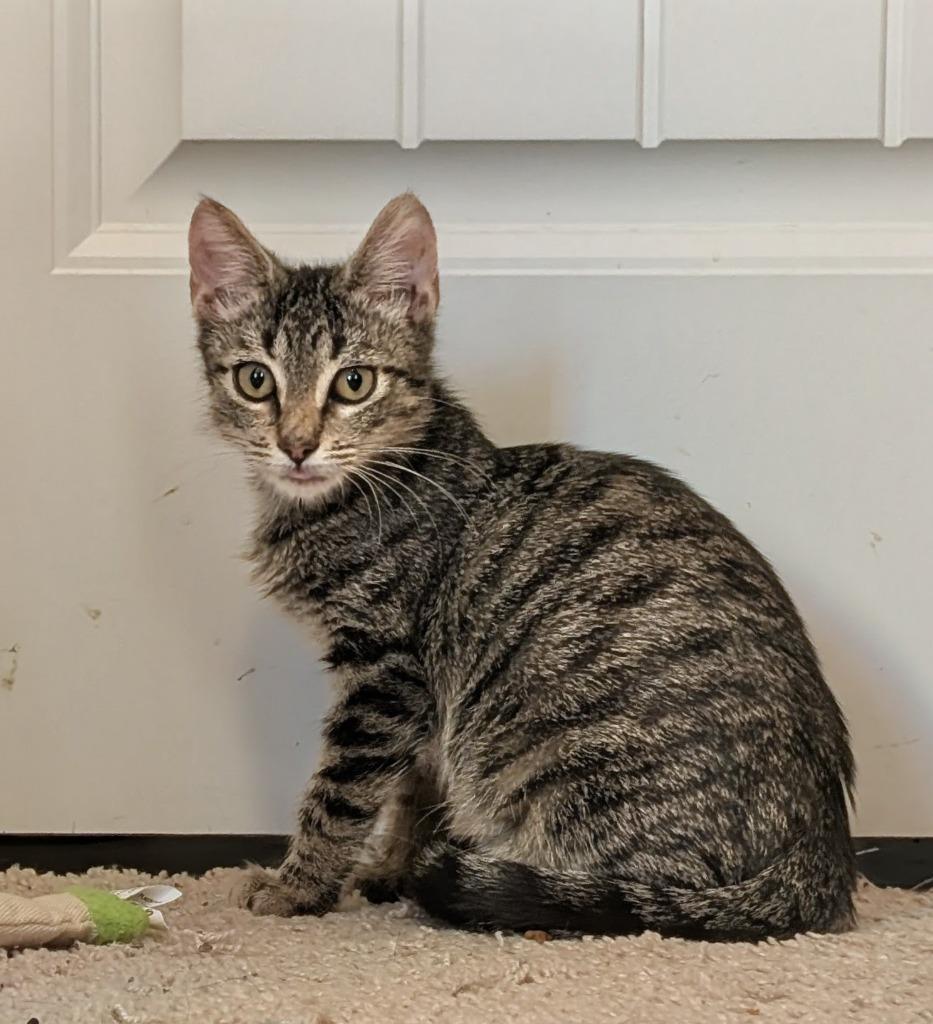 Enlarge Shirley, a Adoptable mixed breed in Evans, GA image 4/5