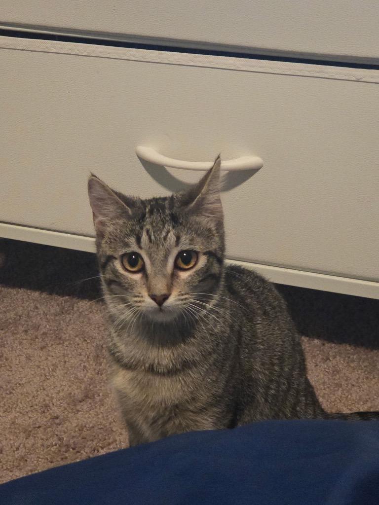 Enlarge Shirley, a Adoptable mixed breed in Evans, GA image 5/5