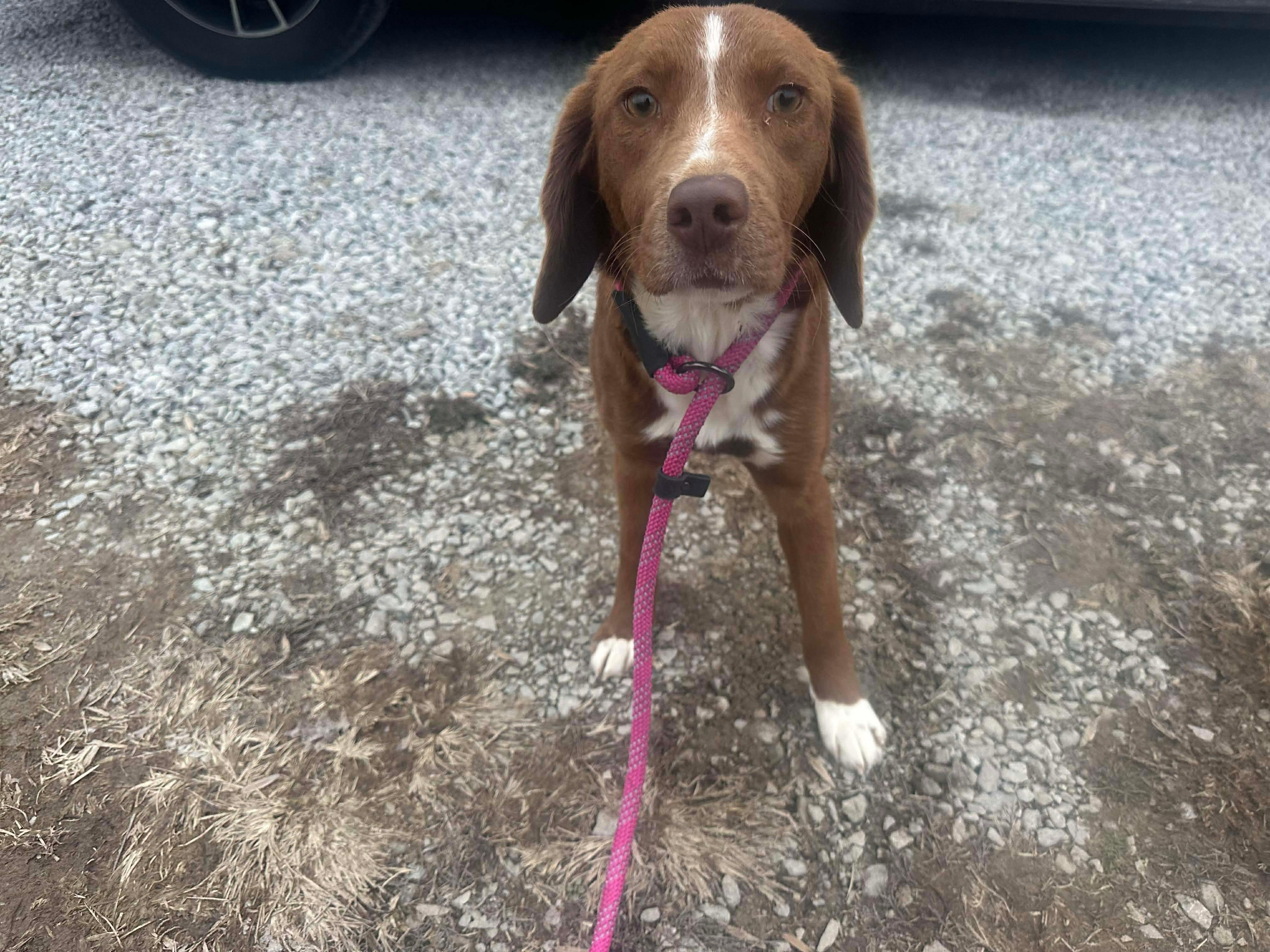 Enlarge Emmy, a ADOPTABLE mixed breed in Westwood, NJ image 3/6