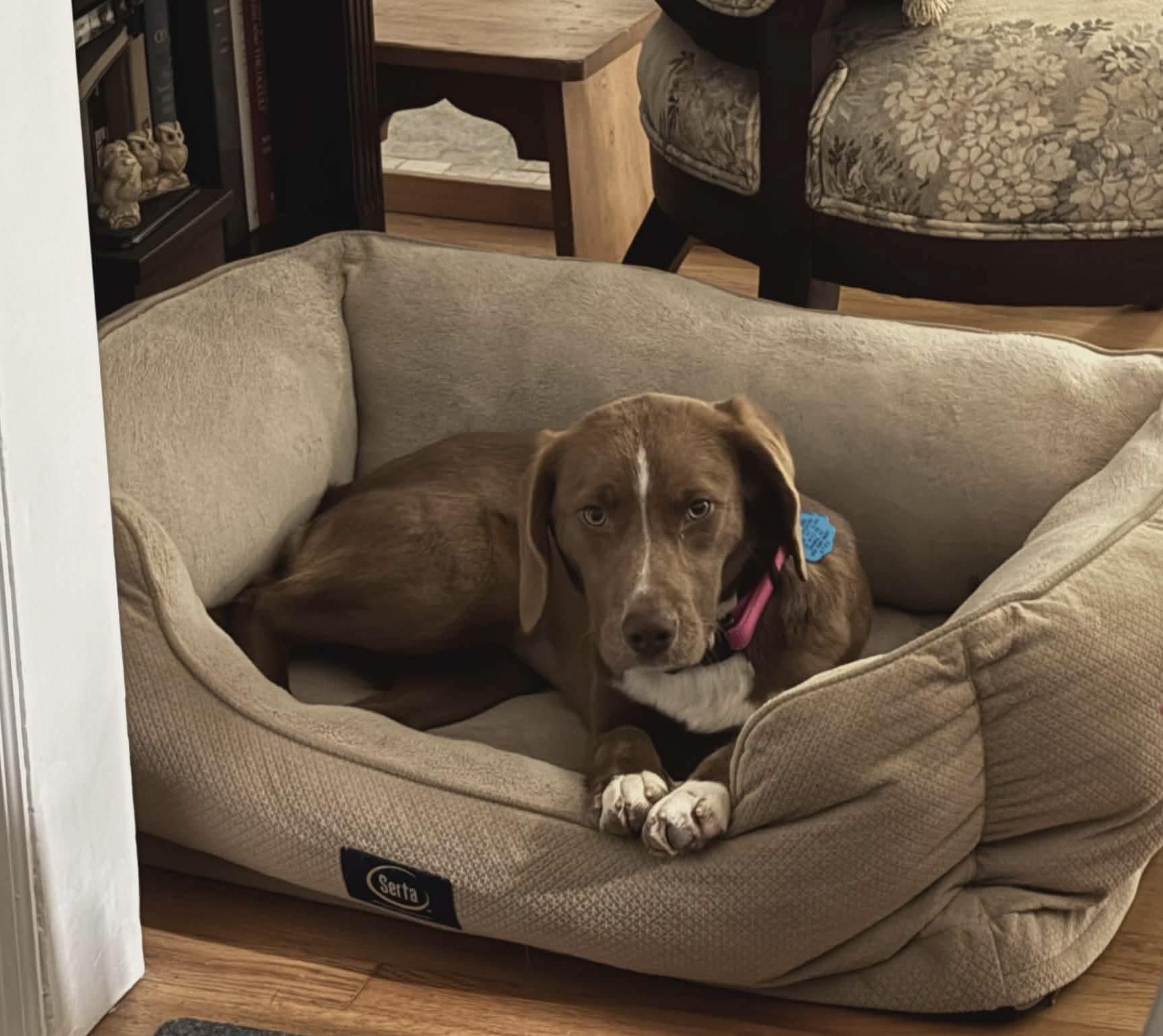 Enlarge Emmy, a ADOPTABLE mixed breed in Westwood, NJ image 1/6