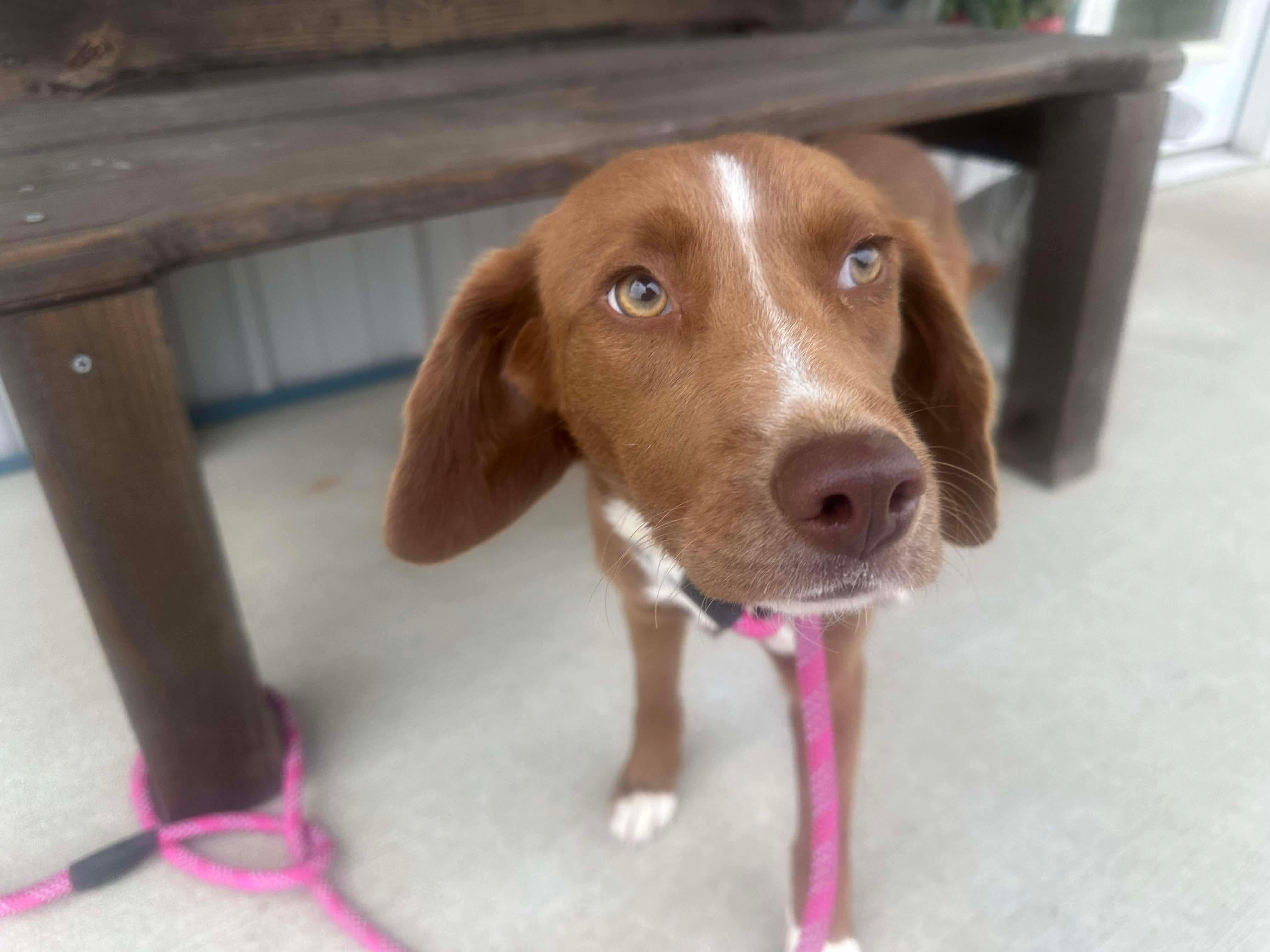 Enlarge Emmy, a ADOPTABLE mixed breed in Westwood, NJ image 4/6