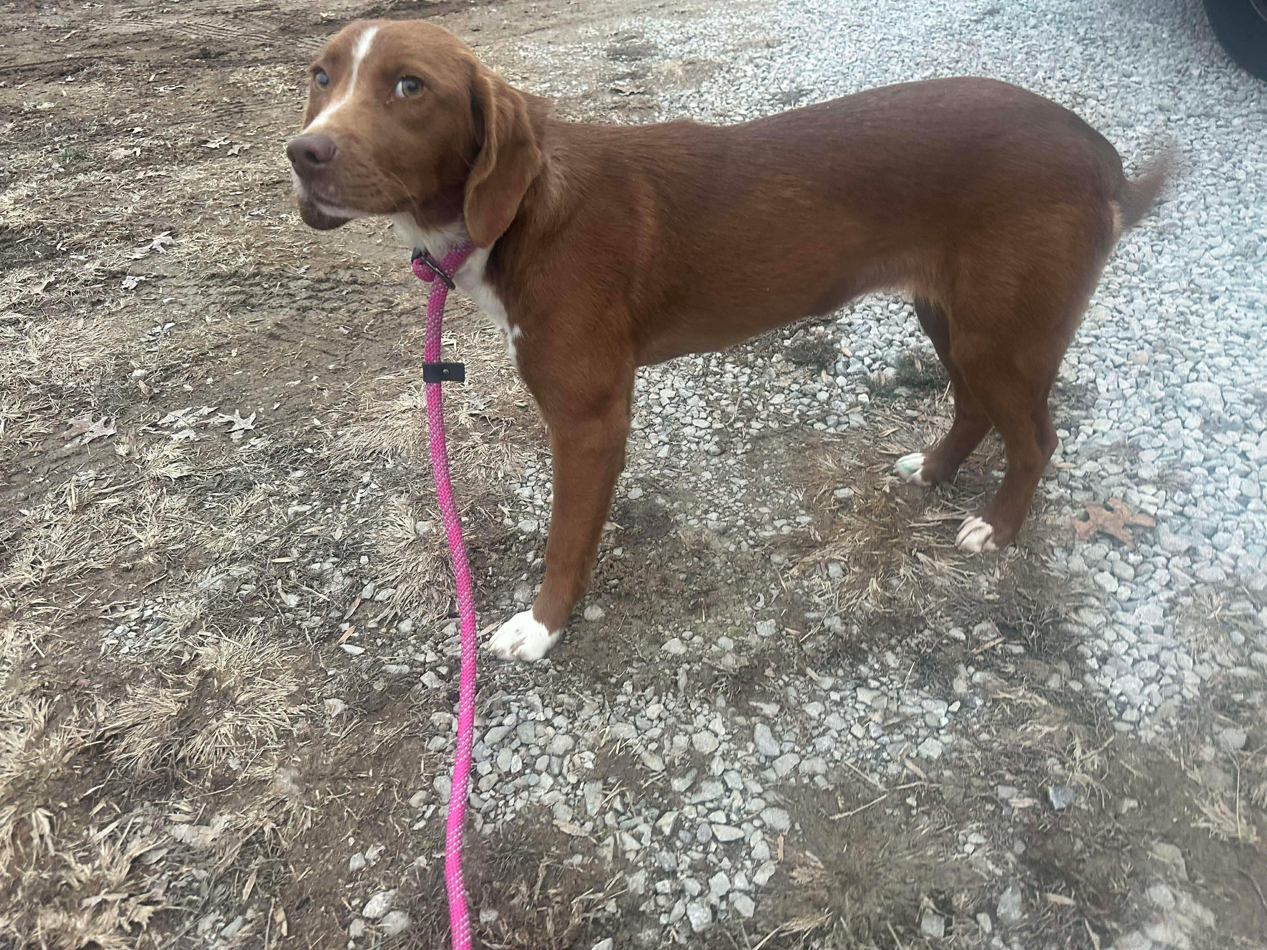 Enlarge Emmy, a ADOPTABLE mixed breed in Westwood, NJ image 5/6