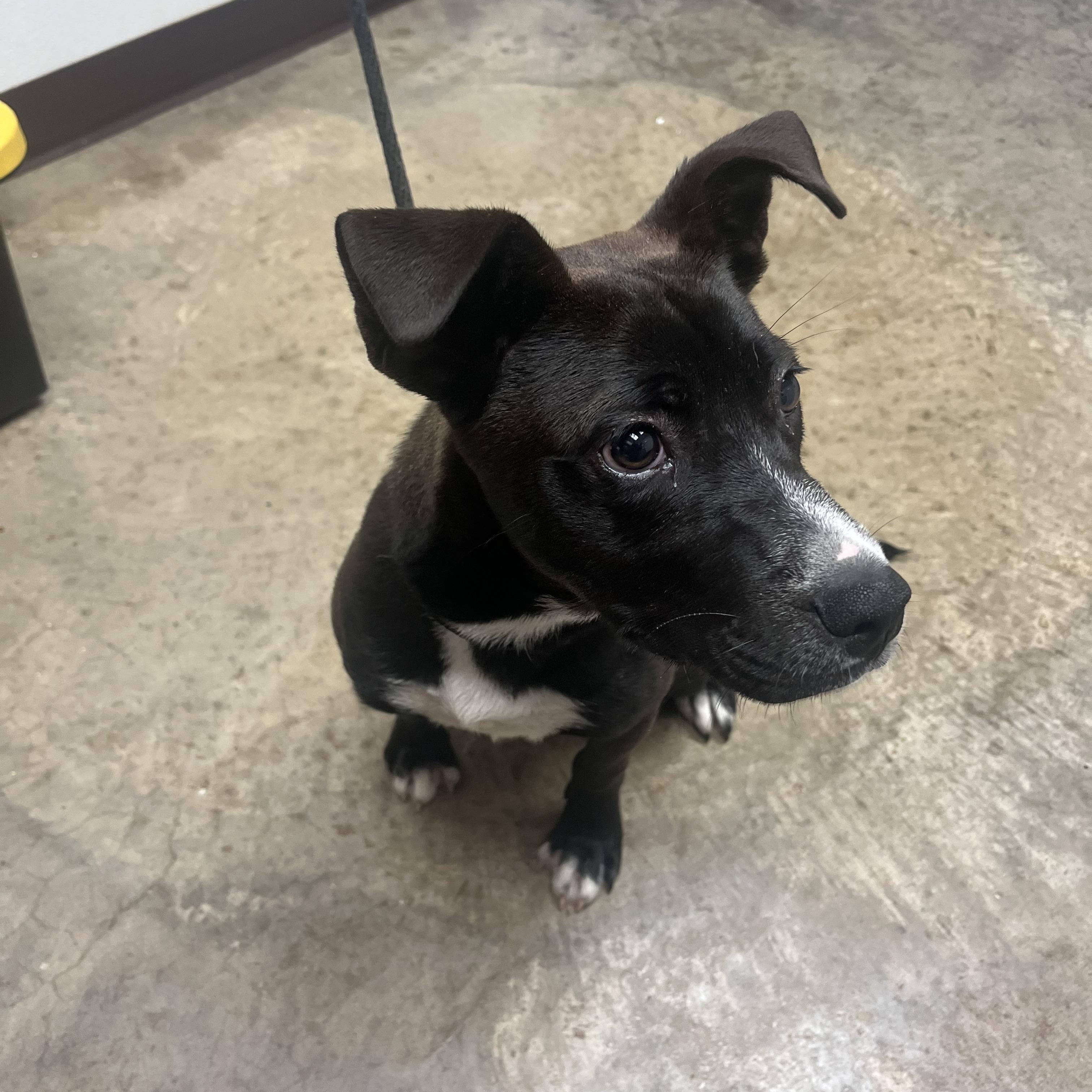 Pup AC, ADOPTABLE, Young Male Mixed Breed & Pit Bull Terrier.