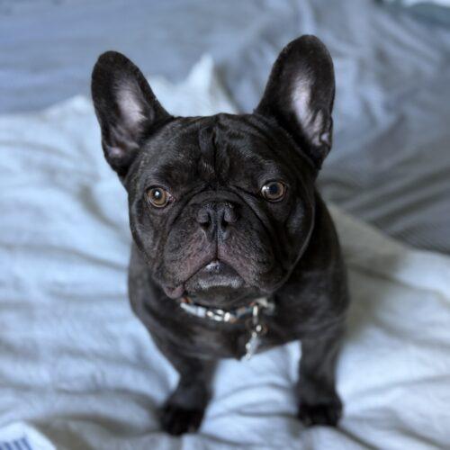 Enlarge Charlie, a Adoptable French Bulldog in Plantation, FL image 1/6