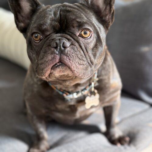 Enlarge Charlie, a Adoptable French Bulldog in Plantation, FL image 2/6