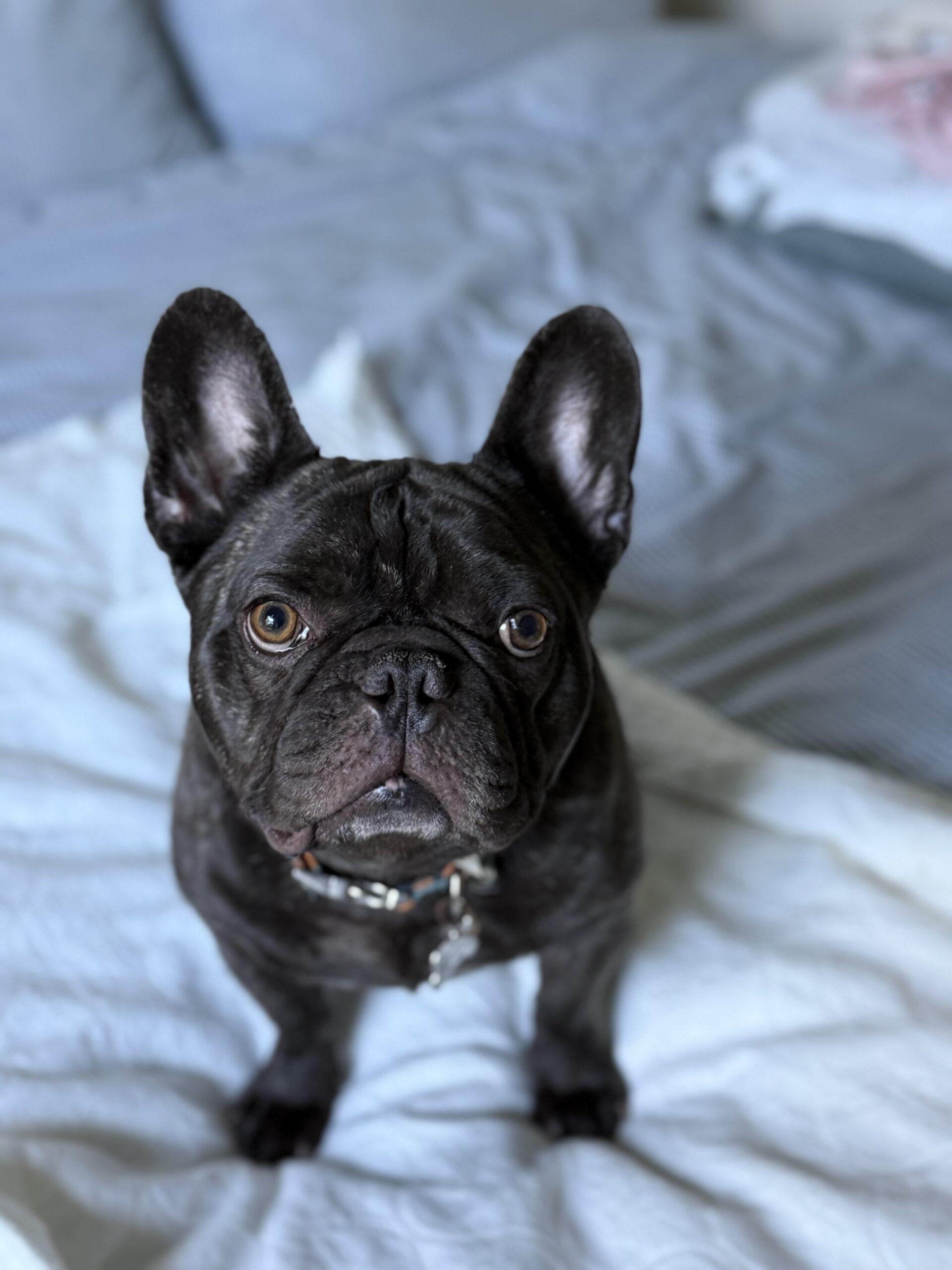 Enlarge Charlie, a Adoptable French Bulldog in Plantation, FL image 3/6