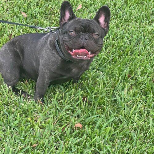 Enlarge Charlie, a Adoptable French Bulldog in Plantation, FL image 4/6