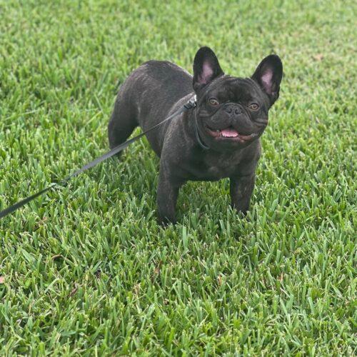 Enlarge Charlie, a Adoptable French Bulldog in Plantation, FL image 5/6