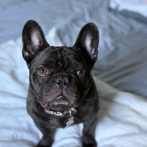 Enlarge Charlie, a Adoptable French Bulldog in Plantation, FL image 6/6