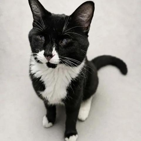 Enlarge Pablo, a Adoptable Domestic Short Hair in Brooks, AB image 1/2