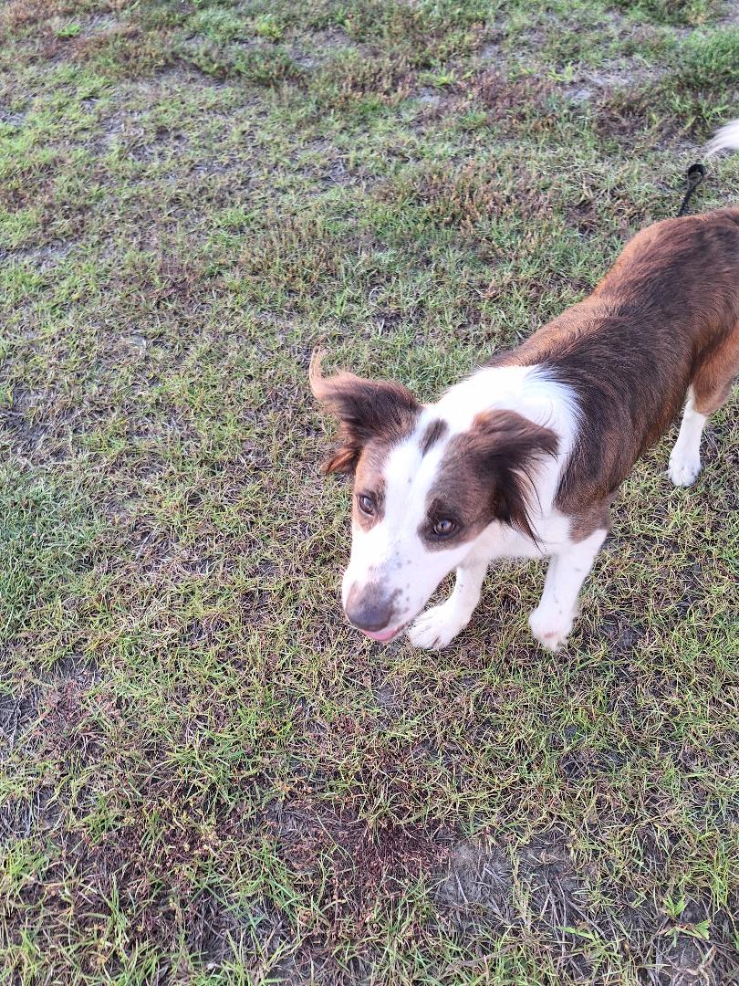 Maggie Mae, a Adopted mixed breed in Goochland, VA image 1/4