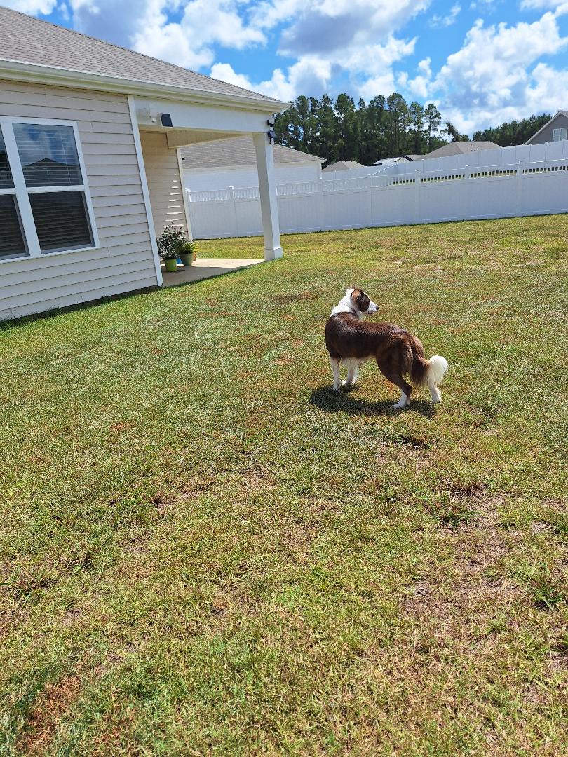 Maggie Mae, Adopted, Adult Female Australian Shepherd.