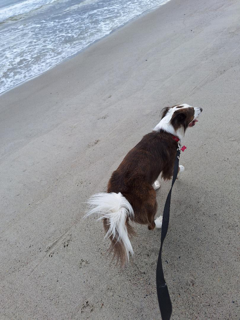 Maggie Mae, a Adopted mixed breed in Goochland, VA image 3/4