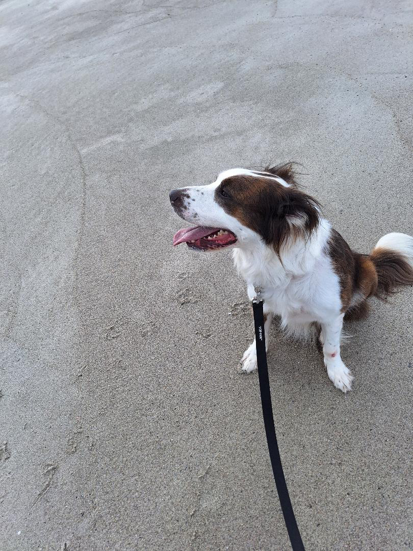 Maggie Mae, a Adopted mixed breed in Goochland, VA image 4/4