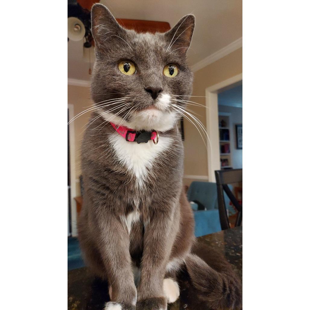 Enlarge Applesauce, a Adoptable Domestic Short Hair in Philadelphia, PA image 1/6