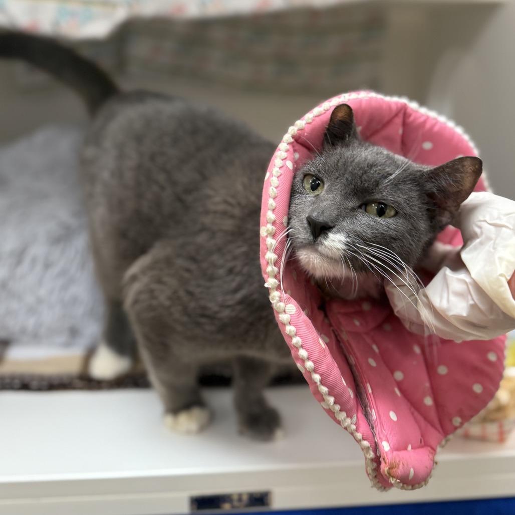 Applesauce, Adoptable, Senior Female Domestic Short Hair.