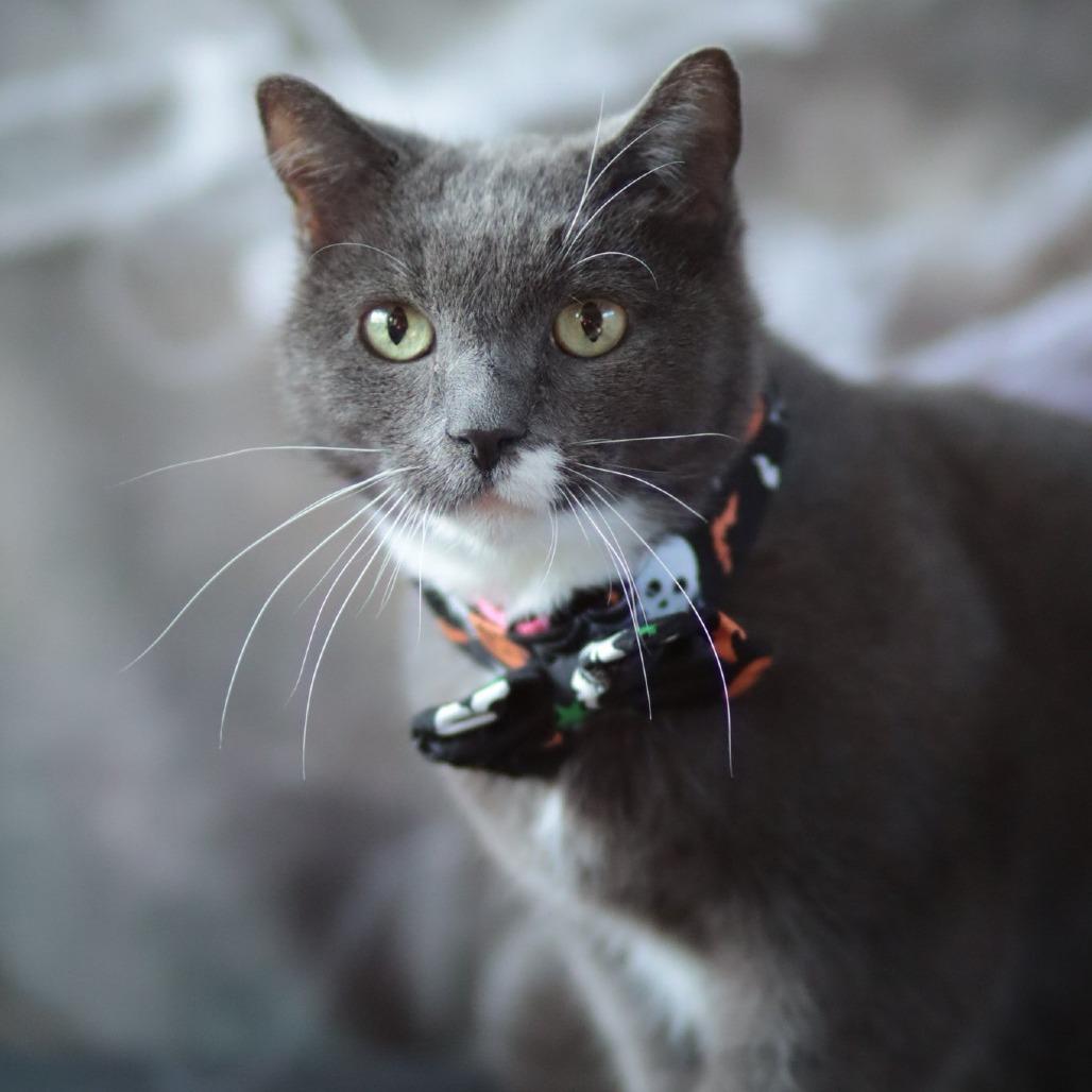 Enlarge Applesauce, a Adoptable Domestic Short Hair in Philadelphia, PA image 2/6