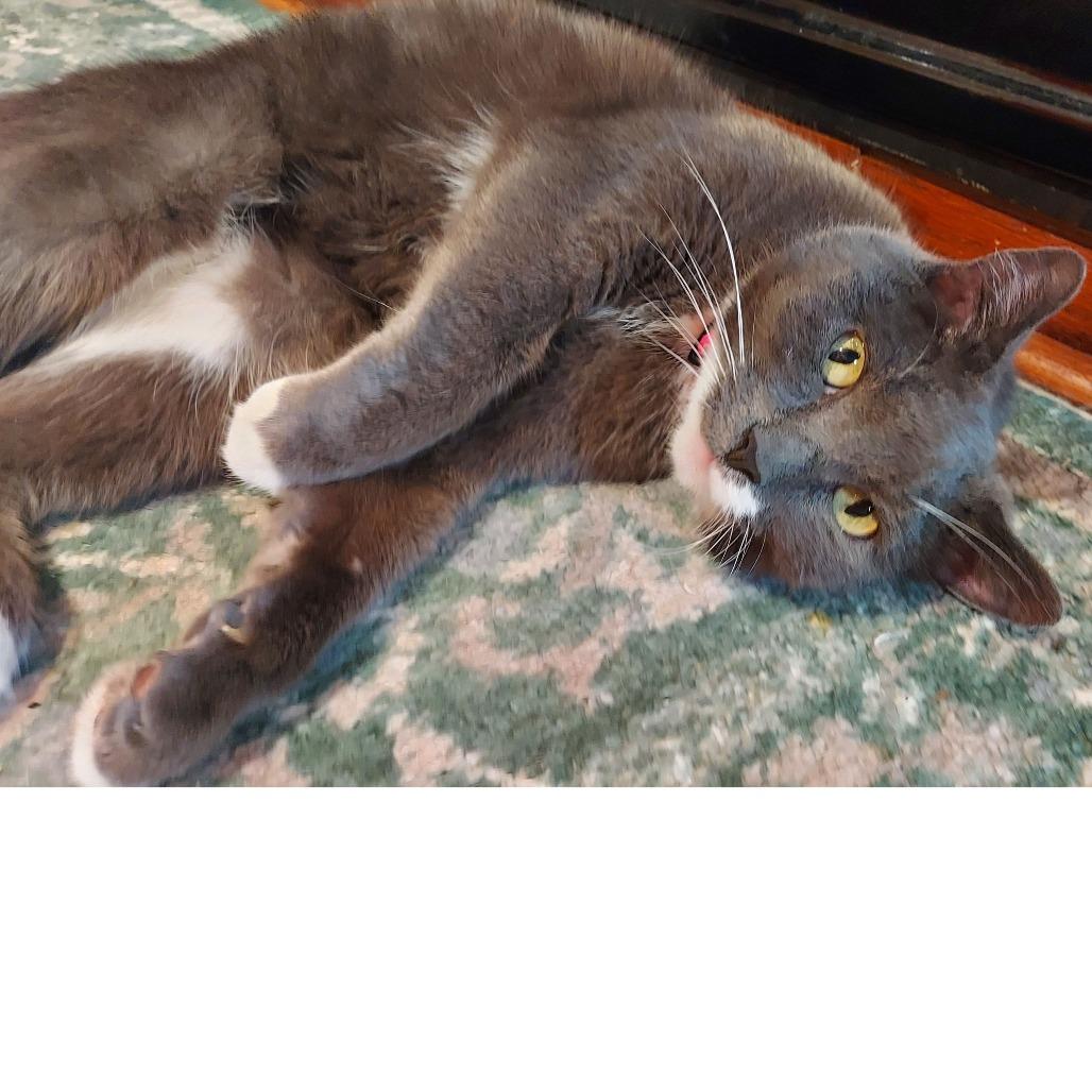 Enlarge Applesauce, a Adoptable Domestic Short Hair in Philadelphia, PA image 4/6