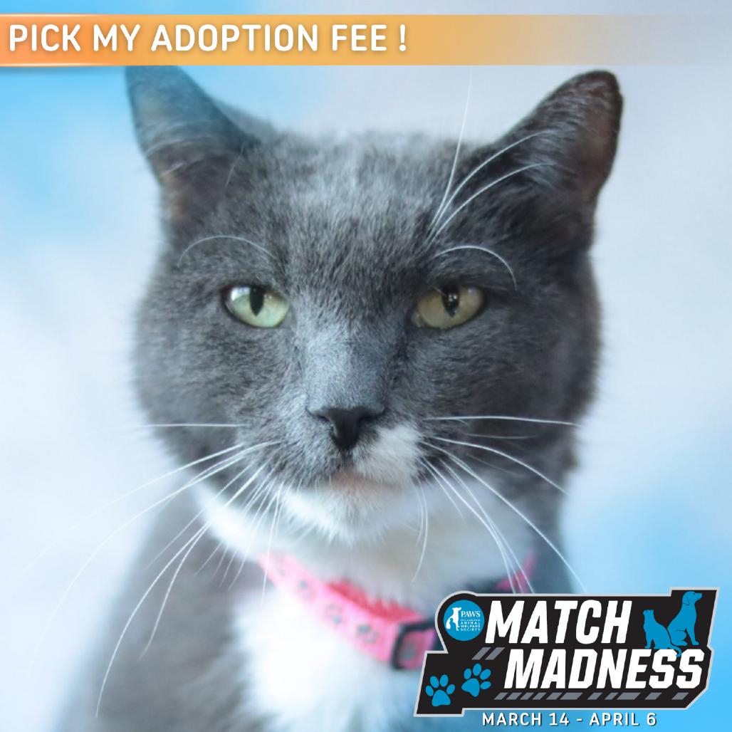 Enlarge Applesauce, a Adoptable Domestic Short Hair in Philadelphia, PA image 5/6