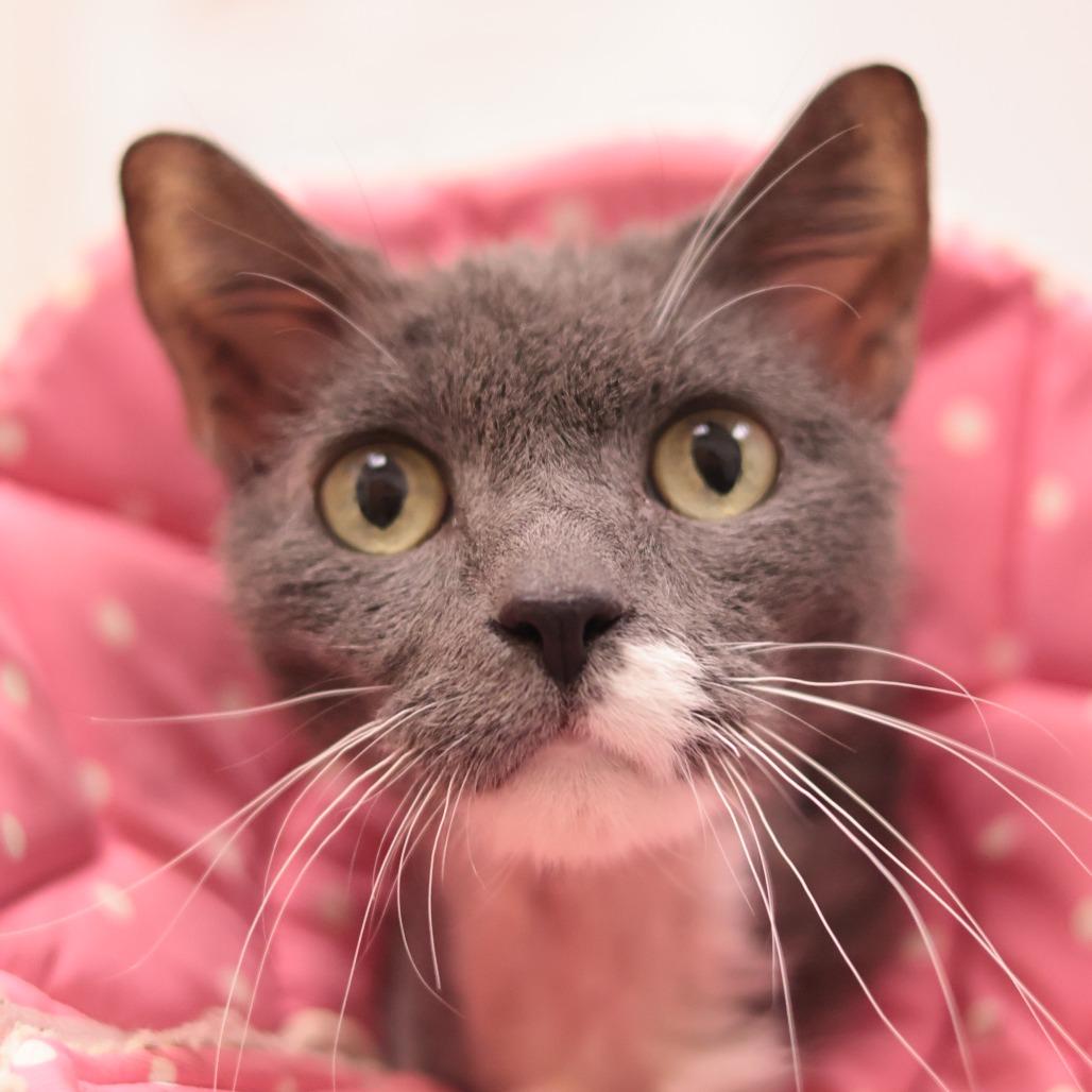 Enlarge Applesauce, a Adoptable Domestic Short Hair in Philadelphia, PA image 5/6