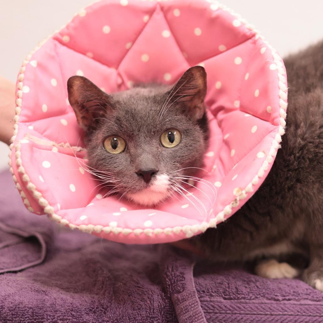 Enlarge Applesauce, a Adoptable Domestic Short Hair in Philadelphia, PA image 6/6