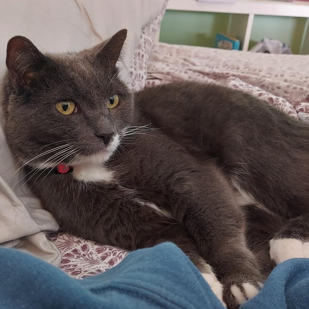 Enlarge Applesauce, a Adoptable Domestic Short Hair in Philadelphia, PA image 6/6