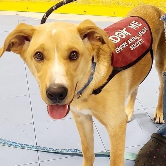 Mighty *Sponsored*, Adoptable, Adult Male Labrador Retriever.